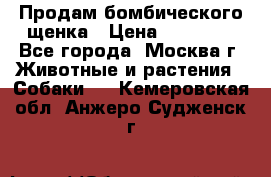 Продам бомбического щенка › Цена ­ 30 000 - Все города, Москва г. Животные и растения » Собаки   . Кемеровская обл.,Анжеро-Судженск г.